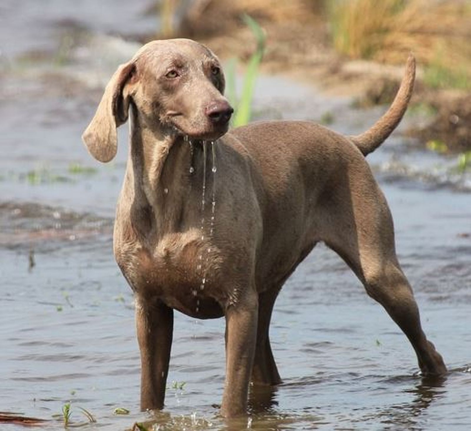 Weimaraner schutzhund sales